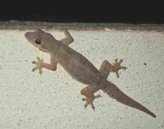 Geckos In Thailand