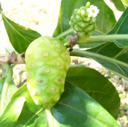 Thai noni fruit is a superfood